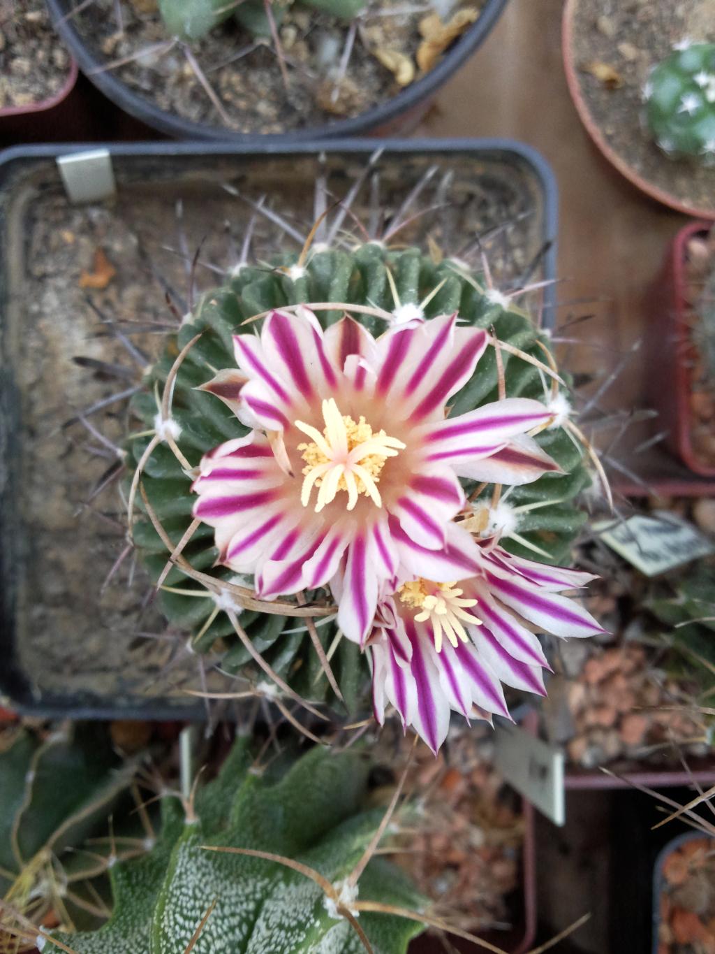 Stenocactus lamellosus